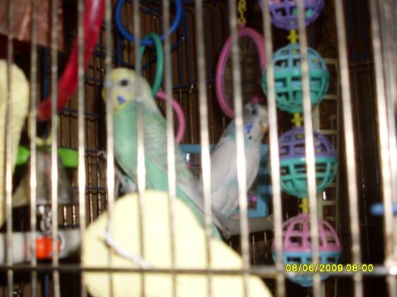 Bret is closer to me and Blue is on the right both are sitting on their perch.