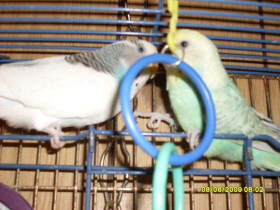 This is Blue who is a female and she on the left side in this picture and Bret is the male and he's on the right.