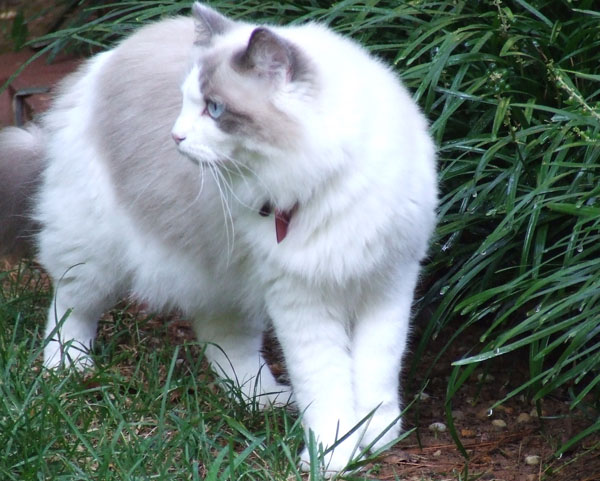 Ragdoll Bear