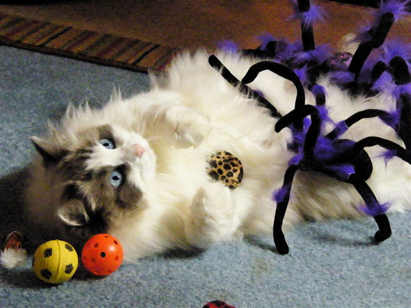 Nolie with Xmas Toys 2008