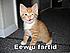 fartid