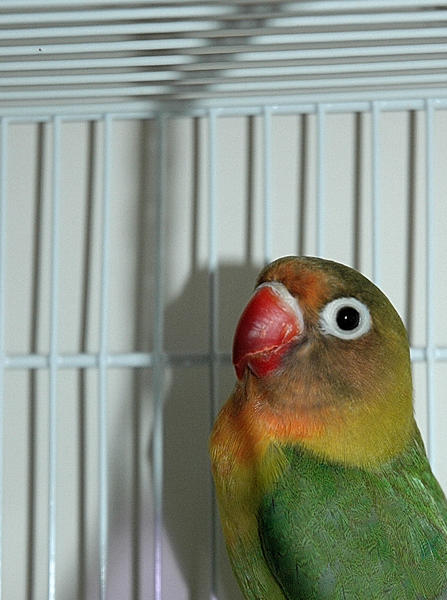 Lime
