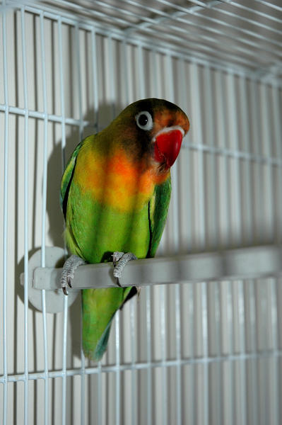 Lime
