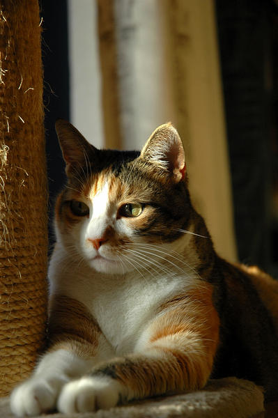 DSC 0043