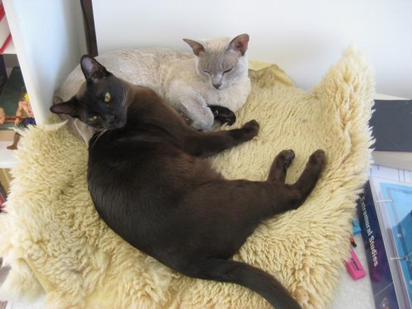 innocent kitties
