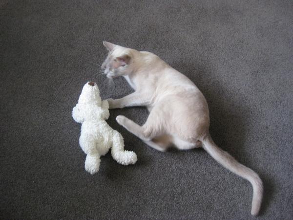 White Mouse