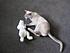White Mouse