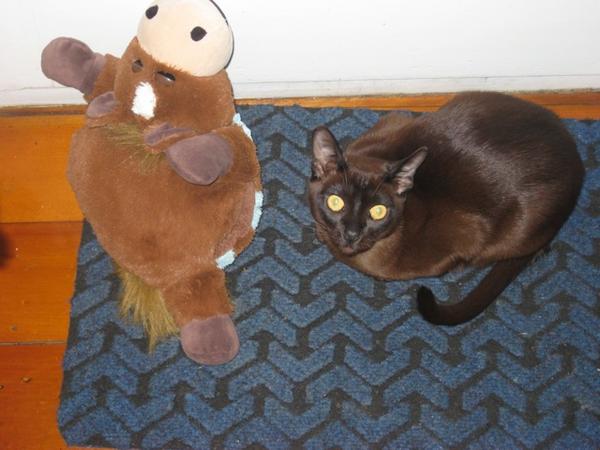 Stuffed pony