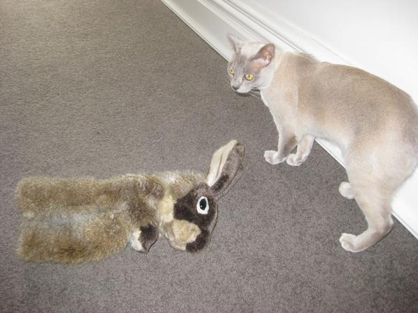 Ruby  with rabbit