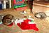 Tiger Lily and her daughter Piper all tuckered out from Christmas excitement