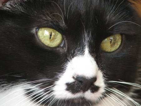 My Kit's fabulous face and cute mustache