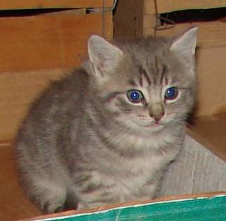 My first picture of Piper, then known as "Gray Baby"