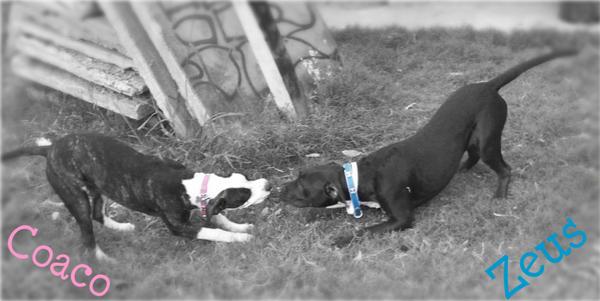 Tug-Of-War