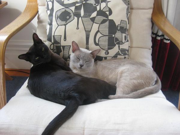 Innocent kitties