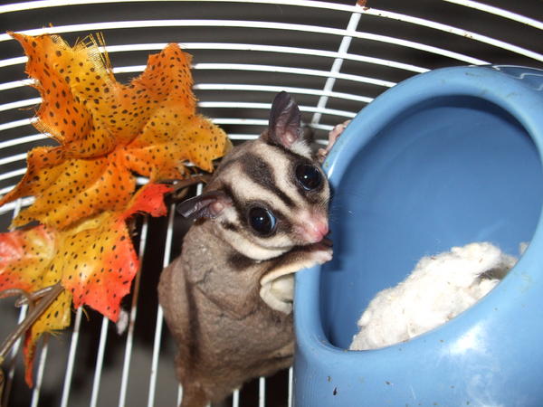 Shy the first day I got her.