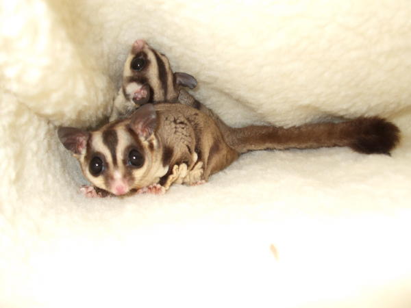 Playing in their sleeping bag.