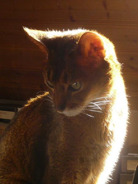 Filou 1