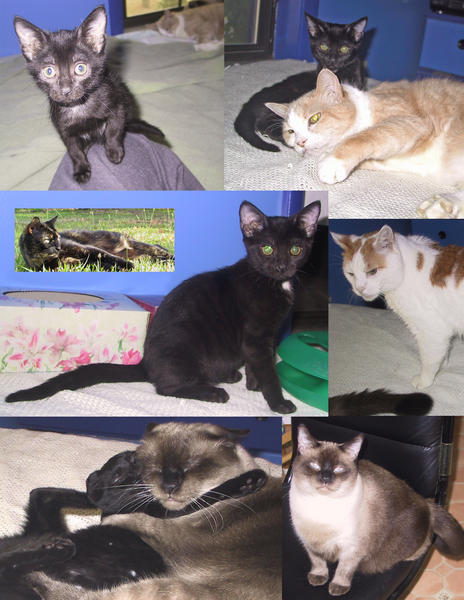 This was a recent & quick collage I sent to someone as one jpeg instead of having to send many attachments.  Top to bottom and left to right:  Miette, Miette & CB, Serena, Miette, Cato looking at Koji's tail, Miette and Koji in a wresting embrace, Koji on a chair.