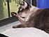 Koji, grooming himself at the window