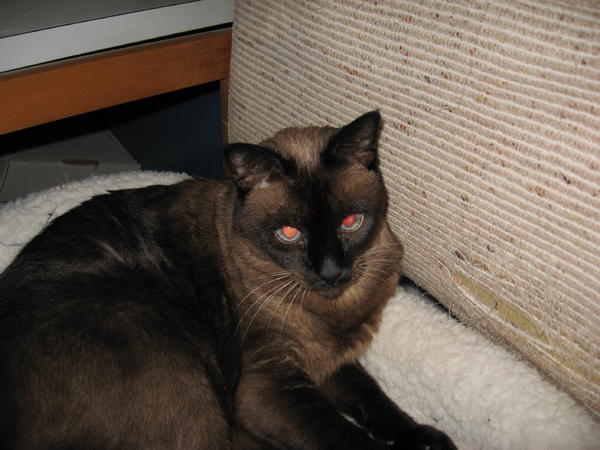 Koko Resting