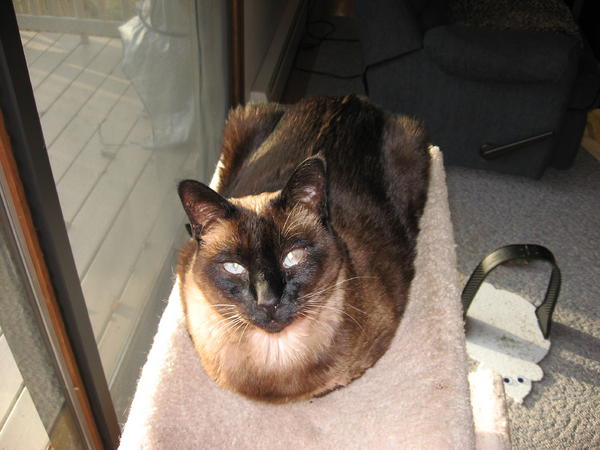 Precious Koko