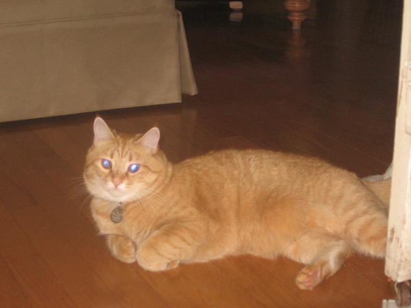 A new photo of my precious orangie fur-nephew Milo, summer 2009.