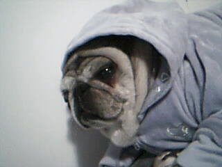 baby darla