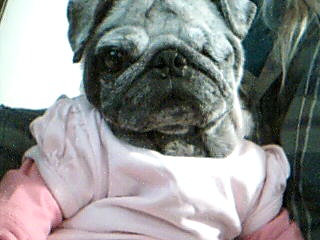 little sheba