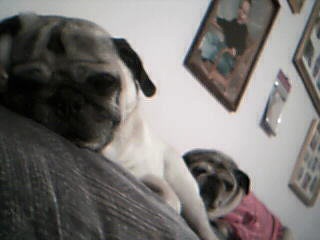 buggy and darla lounging