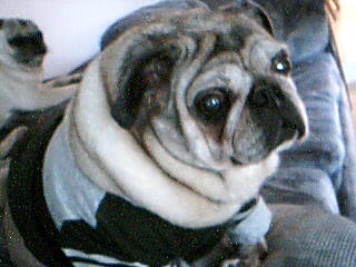 pretty darla.