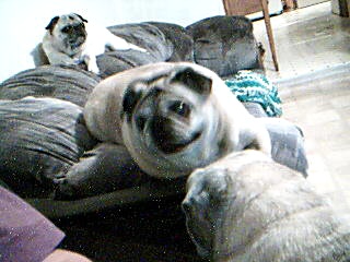 my sweet babes,darla,sheba,and buggy.