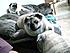 my sweet babes,darla,sheba,and buggy.