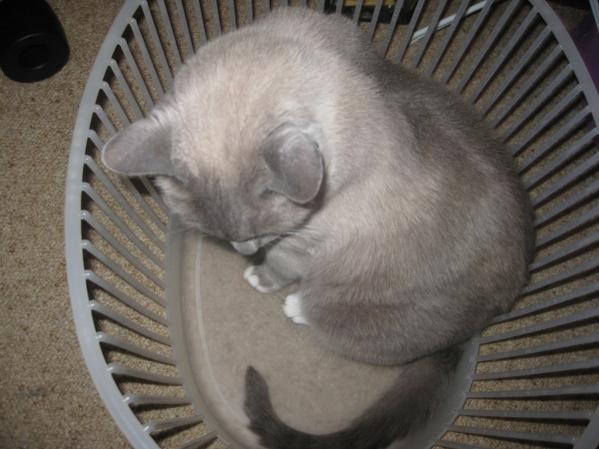 Still in the basket!