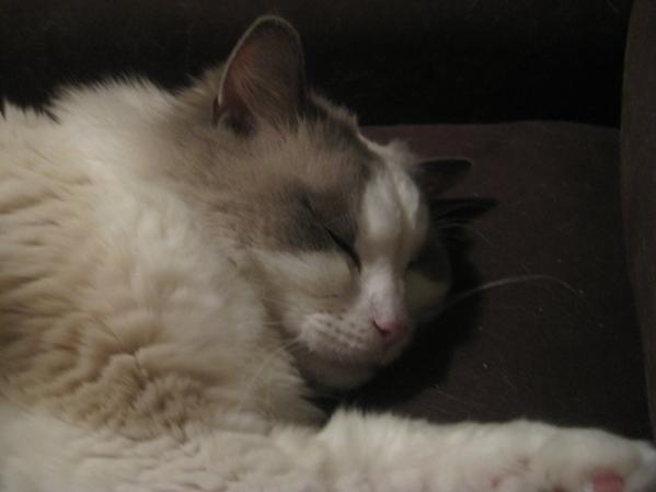 Randie fast asleep as (almost) always!