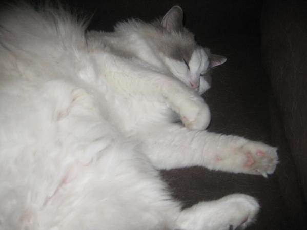 He's *such* a Ragdoll!