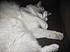 He's *such* a Ragdoll!
