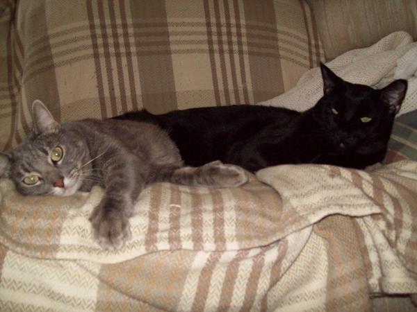 Squeak napping with Jag