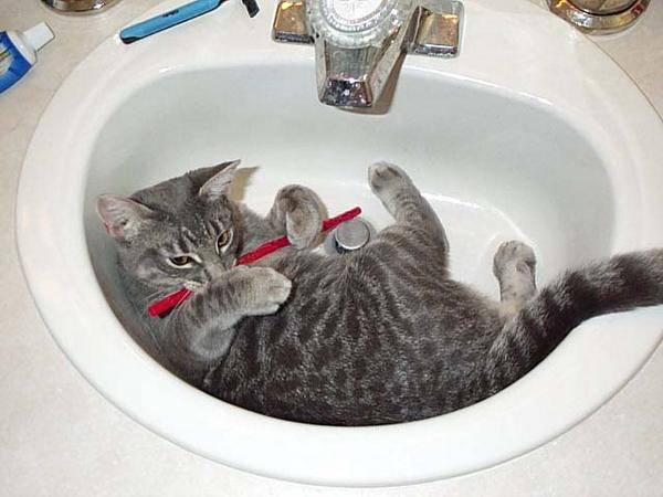 Squeak in the sink
