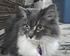 ChiChi2 ... 13 years old & still going strong, ChiChi loves to be loved & loves to be brushed & is still a good mouser :)
