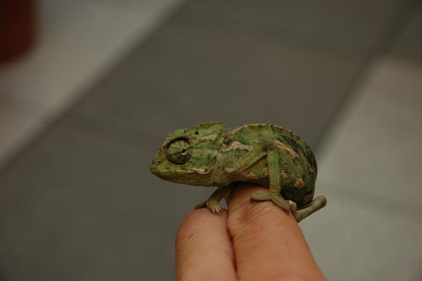 chameleon 001