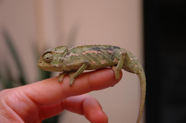 chameleon 003