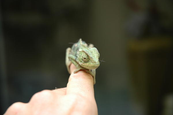 chameleon 004