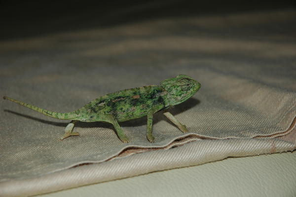 chameleon 015