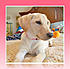Leo is our Choco Lab...he turned one on Aug. 23rd and Cessna is our Yellow Lab...she is 5 months old.

: )