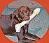 Leo with his ubber big bone!