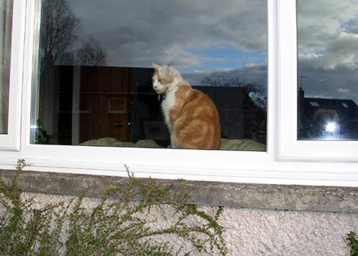 Micky at window