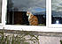 Micky at window