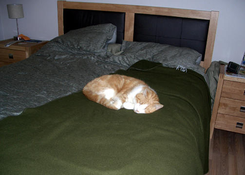 Micky on bed