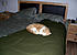 Micky on bed