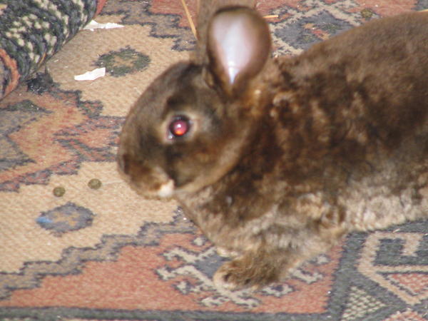 in carpet